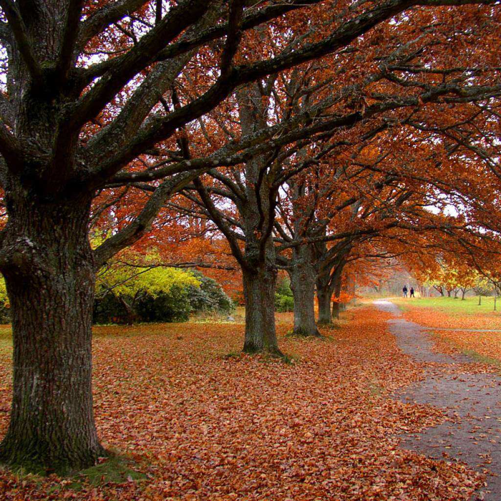 Heartleaf 77% Soothing Toner 2000ml