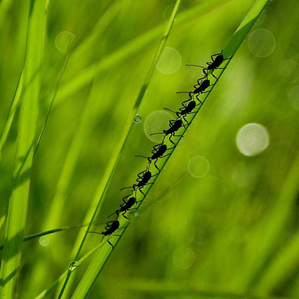 Relief Sun : Rice + Probiotics 150ml